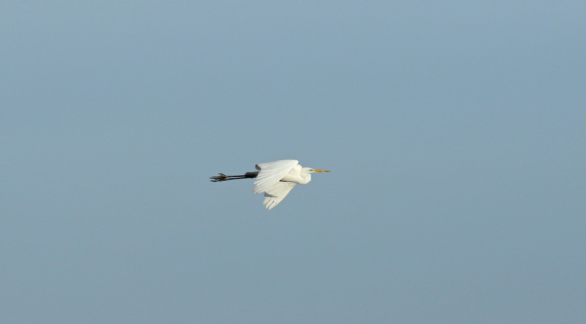 Great Egret - ML628097584