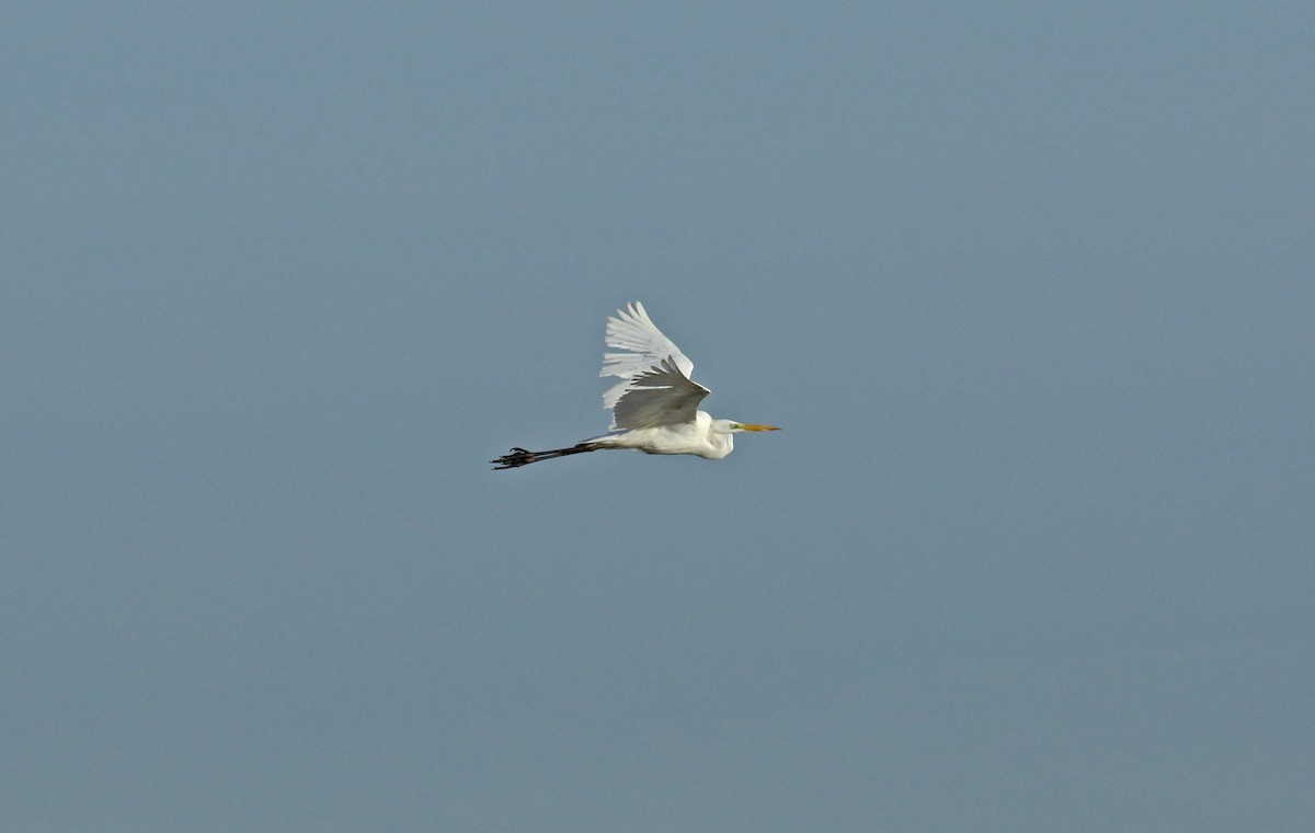 Great Egret - ML628097585