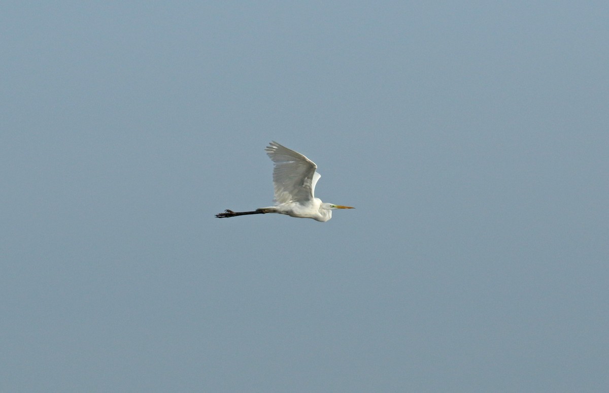 Great Egret - ML628097586