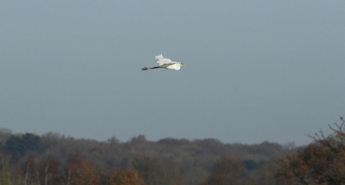 Great Egret - ML628097587