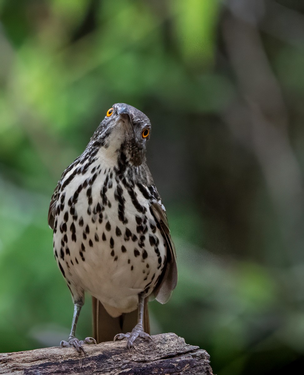 Long-billed Thrasher - ML628097653