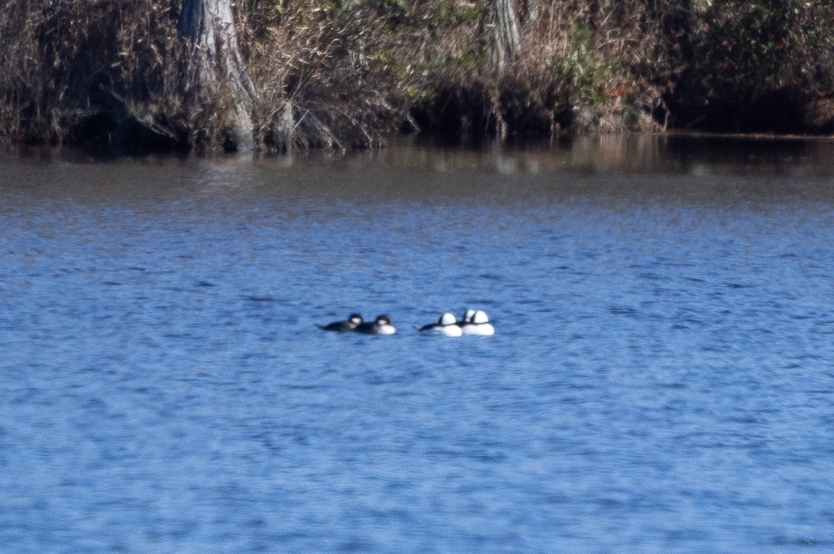 Bufflehead - ML628097666