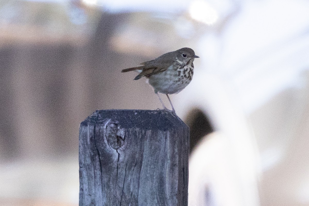 Hermit Thrush - ML628097676