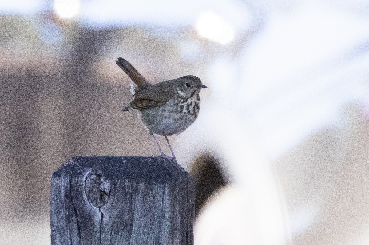 Hermit Thrush - ML628097677