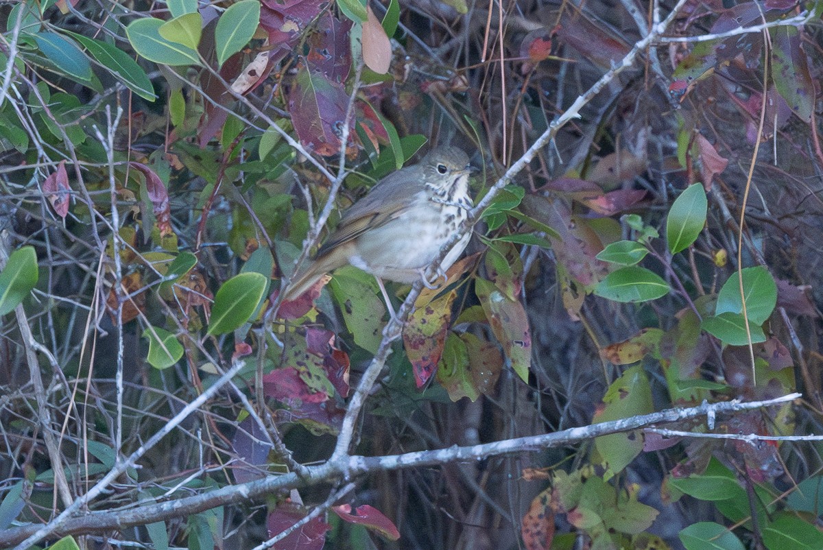 Hermit Thrush - ML628097678