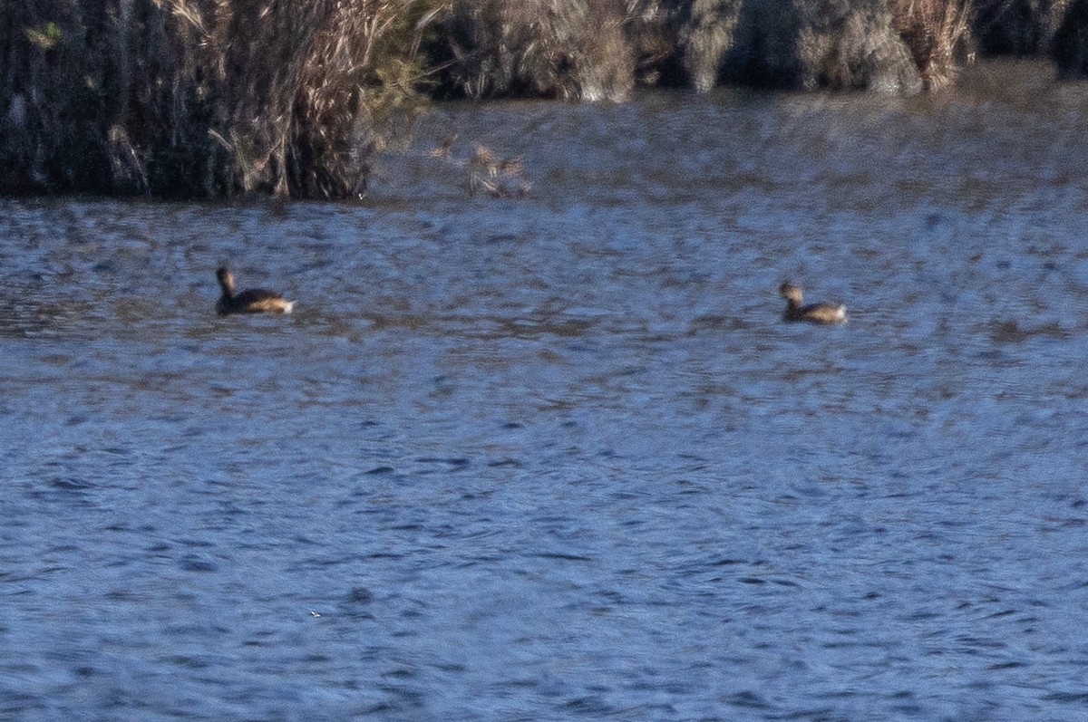 Pied-billed Grebe - ML628097681