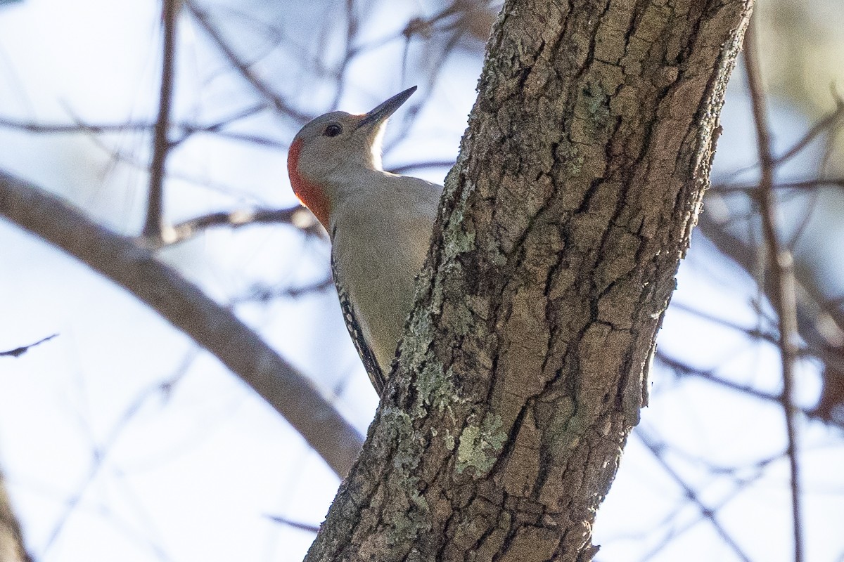 Red-bellied Woodpecker - ML628097689