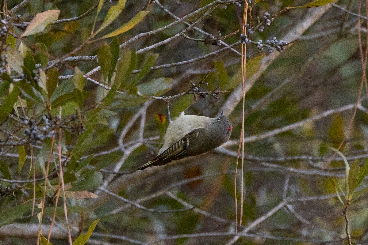 Ruby-crowned Kinglet - ML628097694