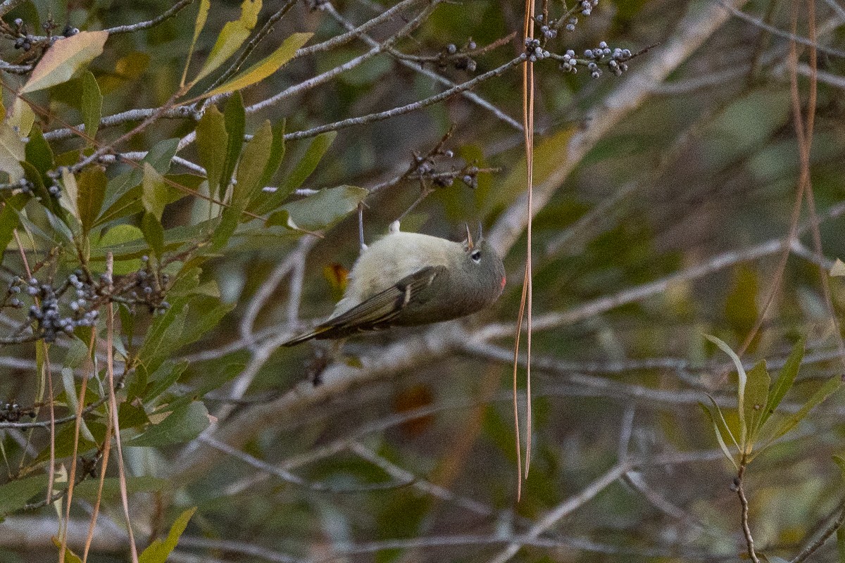 Ruby-crowned Kinglet - ML628097695