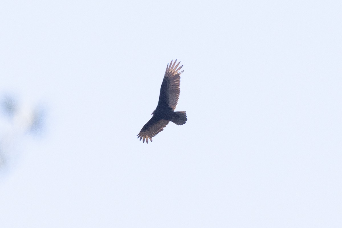 Turkey Vulture - ML628097705