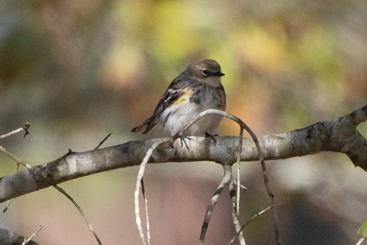 Yellow-rumped Warbler - ML628097713