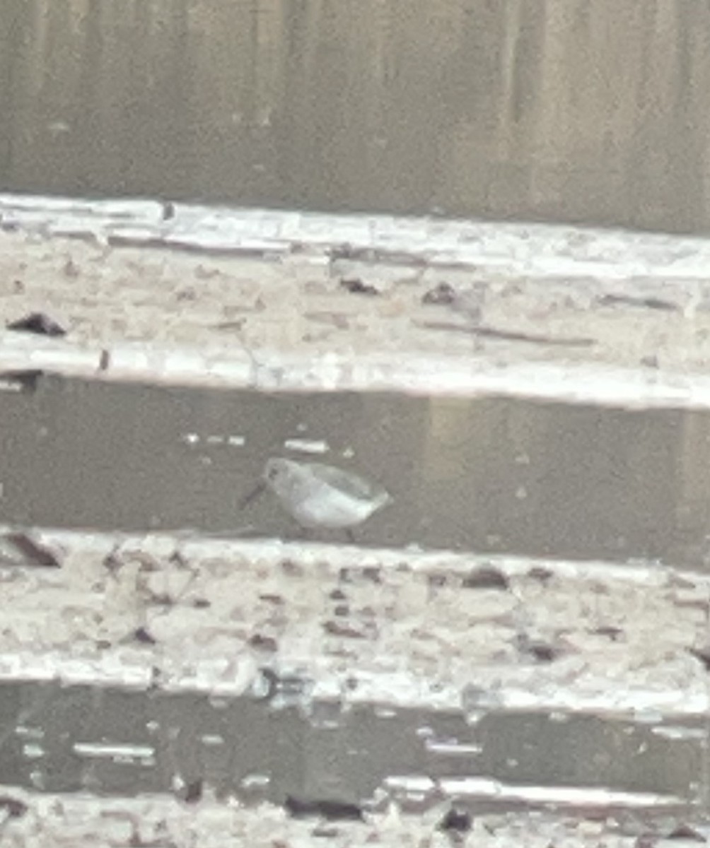 Dunlin - ML628097770