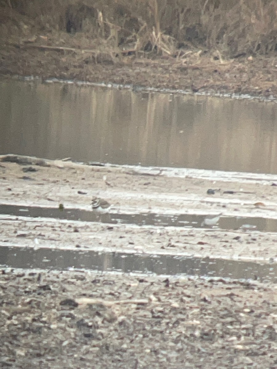 Dunlin - ML628097779