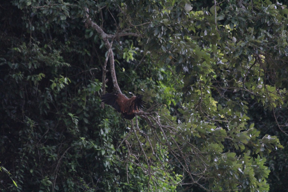 Black-collared Hawk - ML628097828