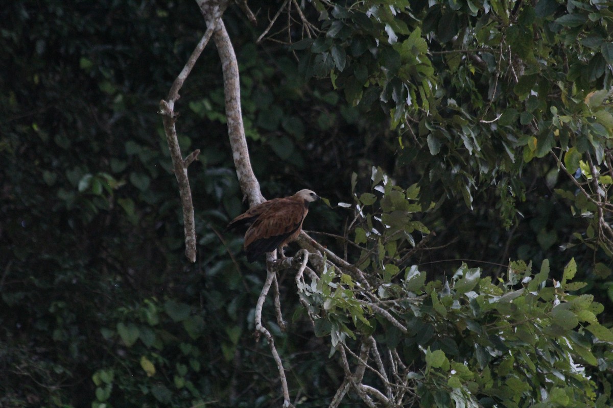 Black-collared Hawk - ML628097829