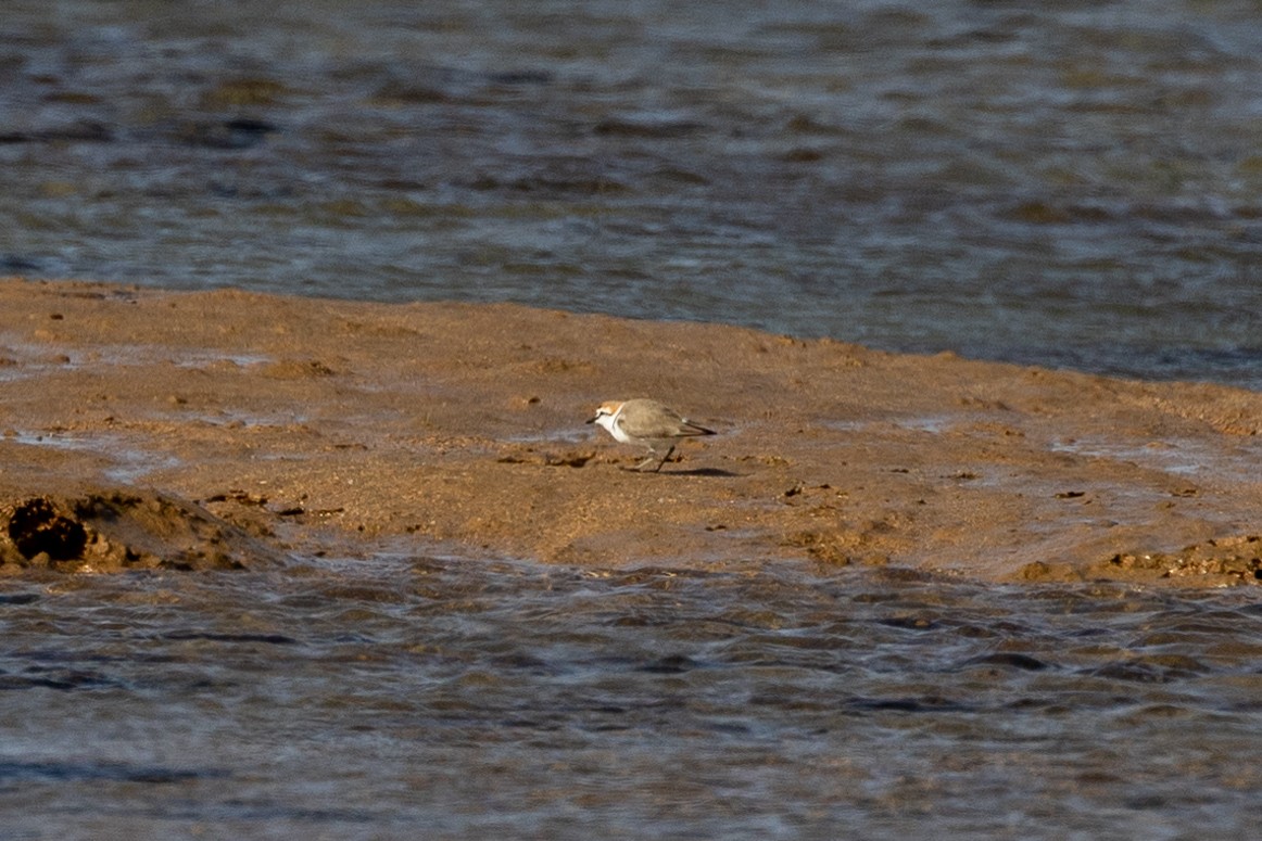 Kentish Plover - ML628097857