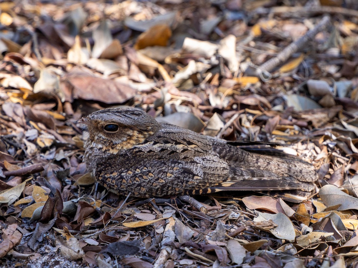Madagascar Nightjar - ML628098179