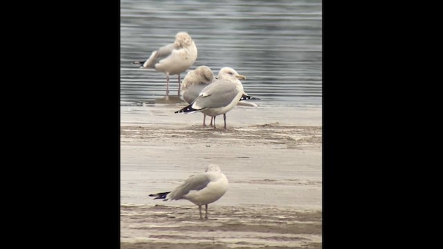 American Herring Gull - ML628098272