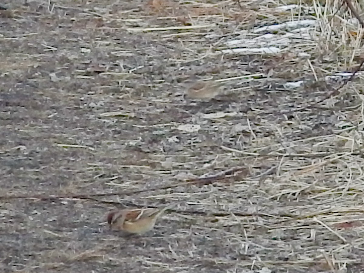 American Tree Sparrow - ML628098333