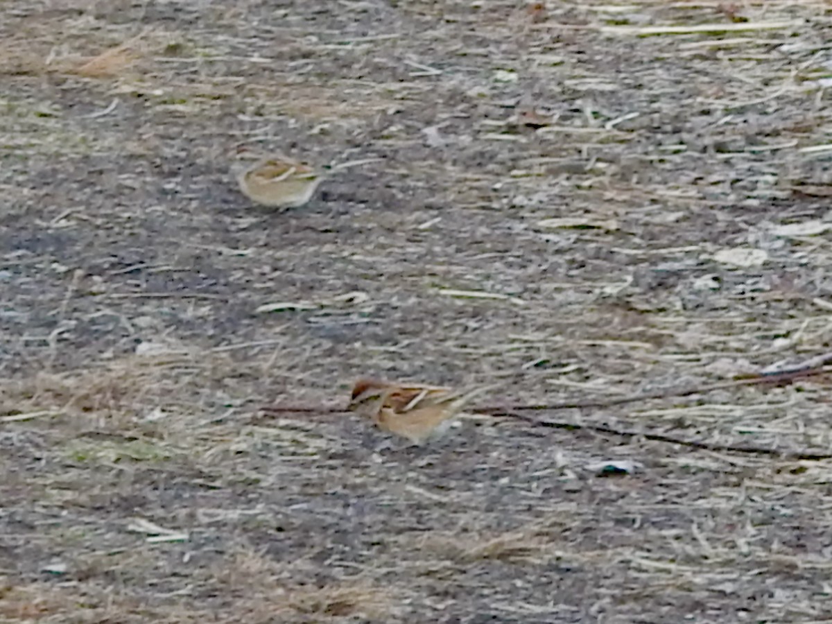 American Tree Sparrow - ML628098334