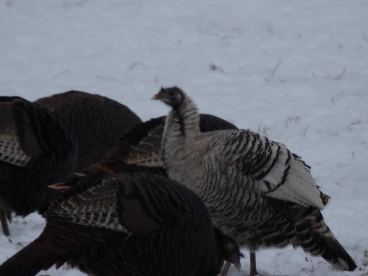 Wild Turkey - ML628098350