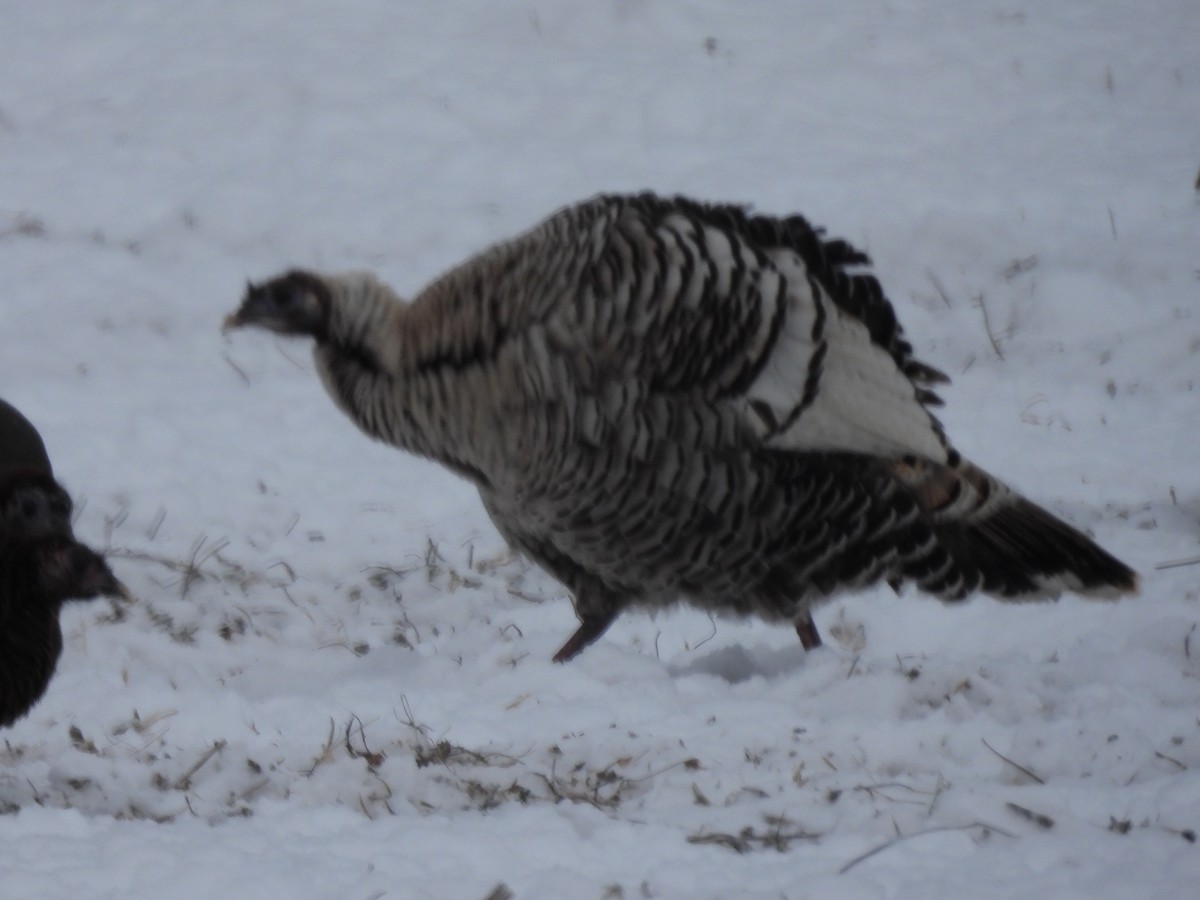 Wild Turkey - ML628098351