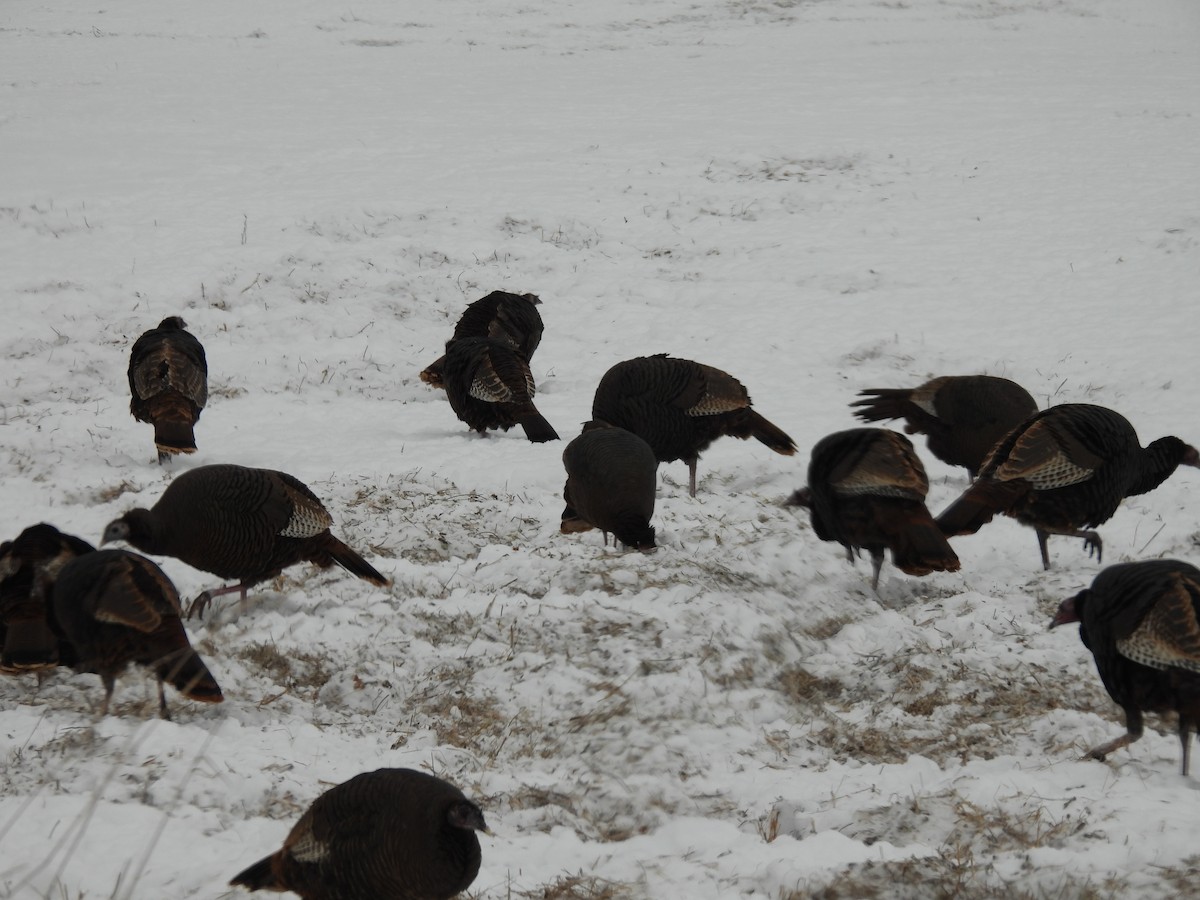 Wild Turkey - ML628098352