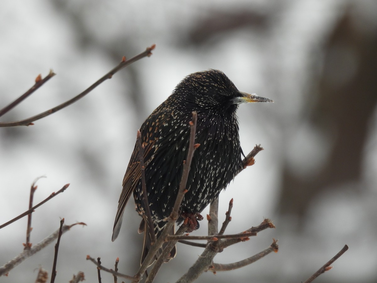 European Starling - ML628098376