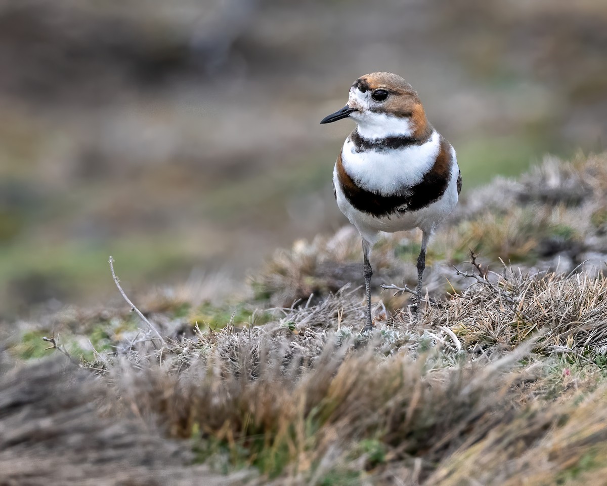 Two-banded Plover - ML628098463