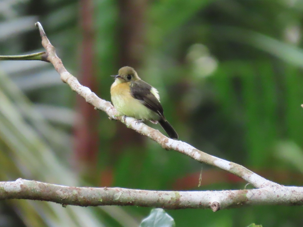 Sulphur-rumped Flycatcher - ML628098678