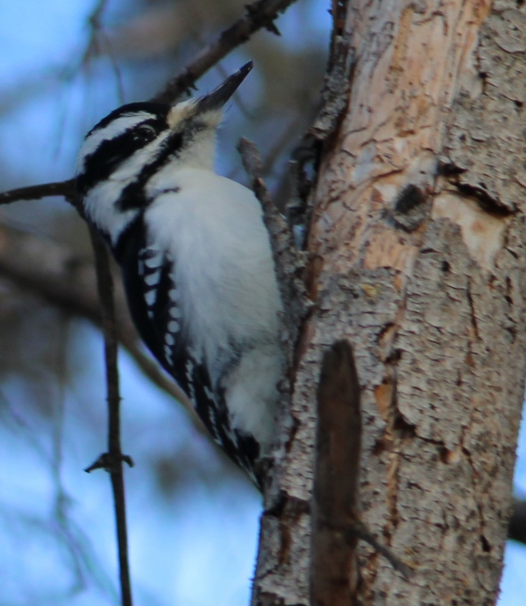 Hairy Woodpecker - ML628098846