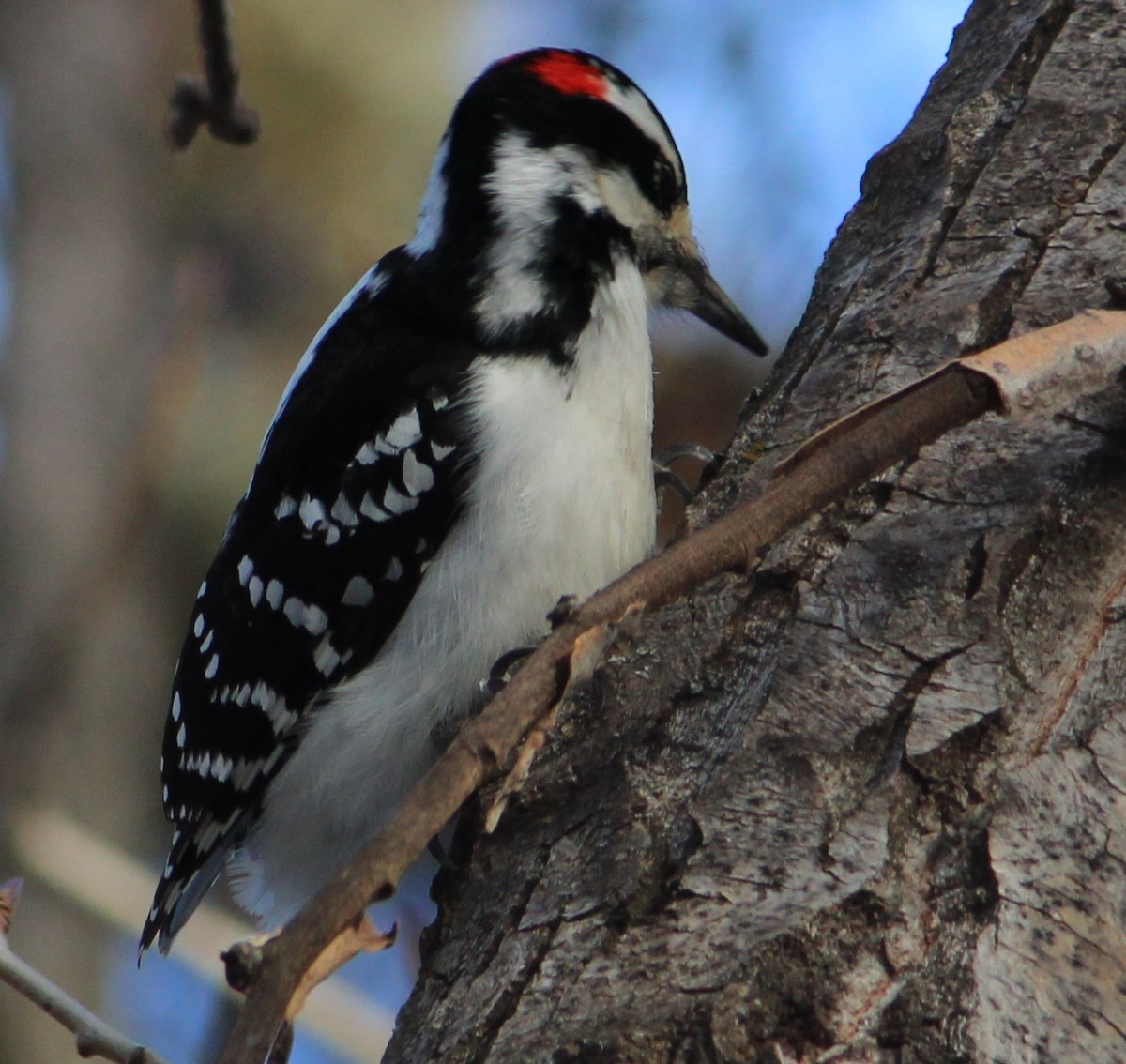 Hairy Woodpecker - ML628098847