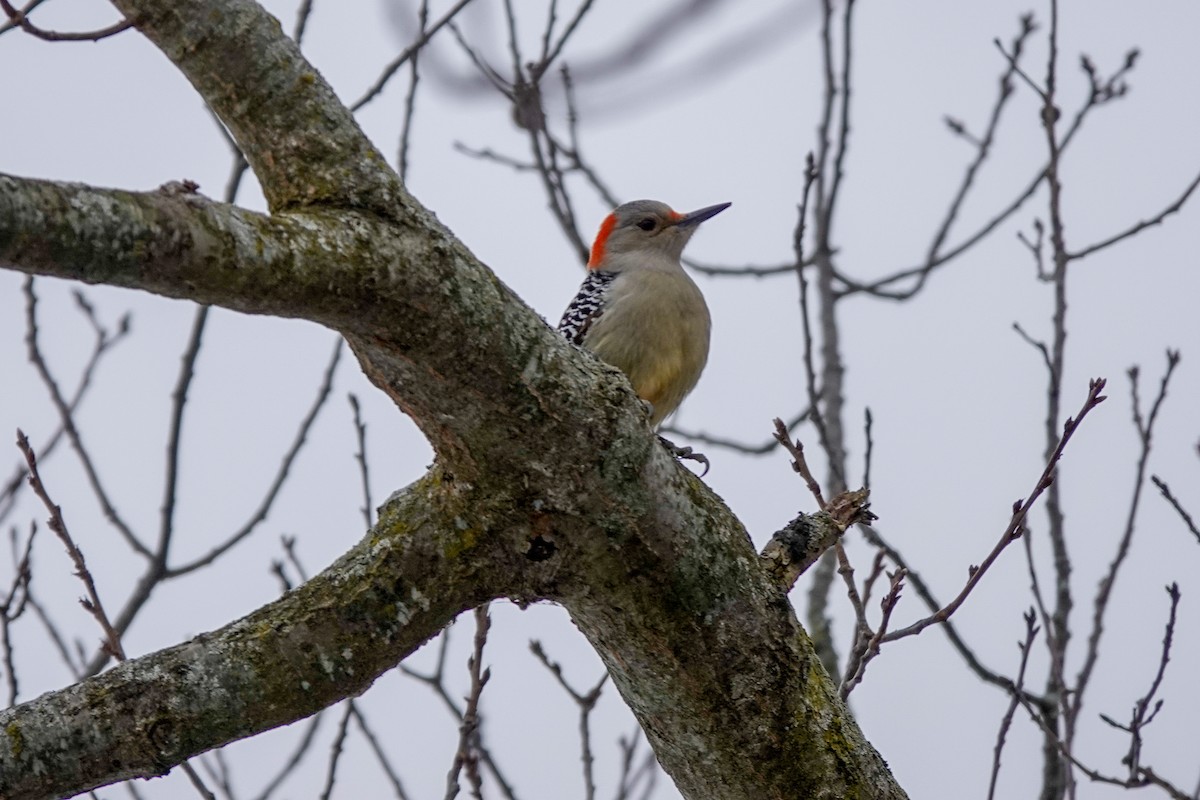 Red-bellied Woodpecker - ML628098912