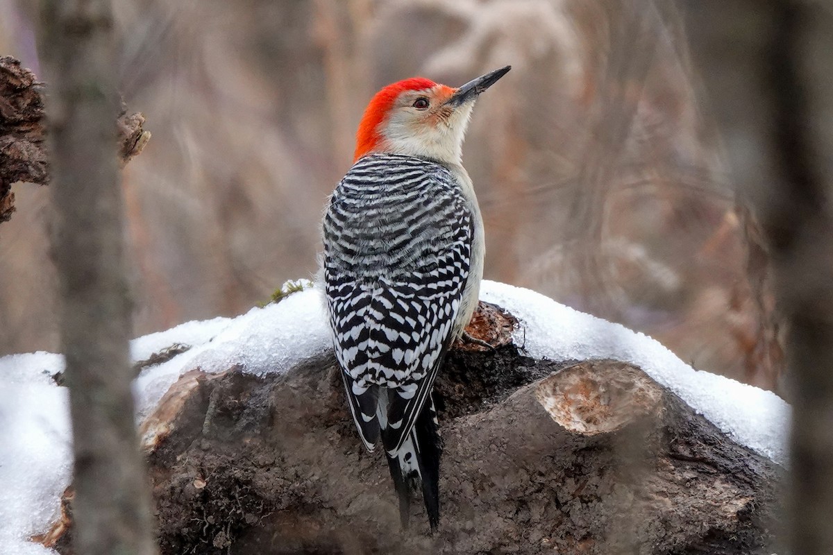 Red-bellied Woodpecker - ML628098913