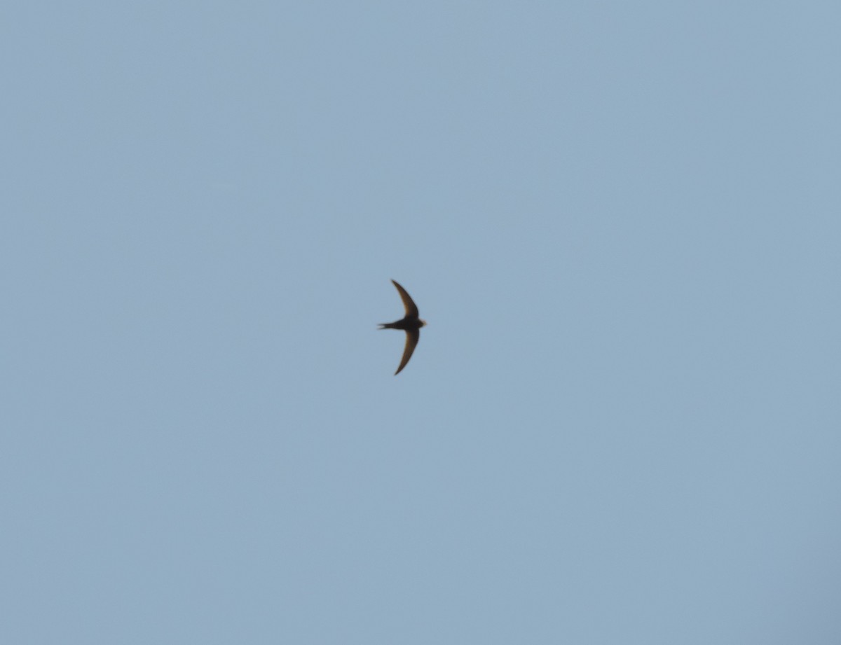 Common Swift - ML628098923