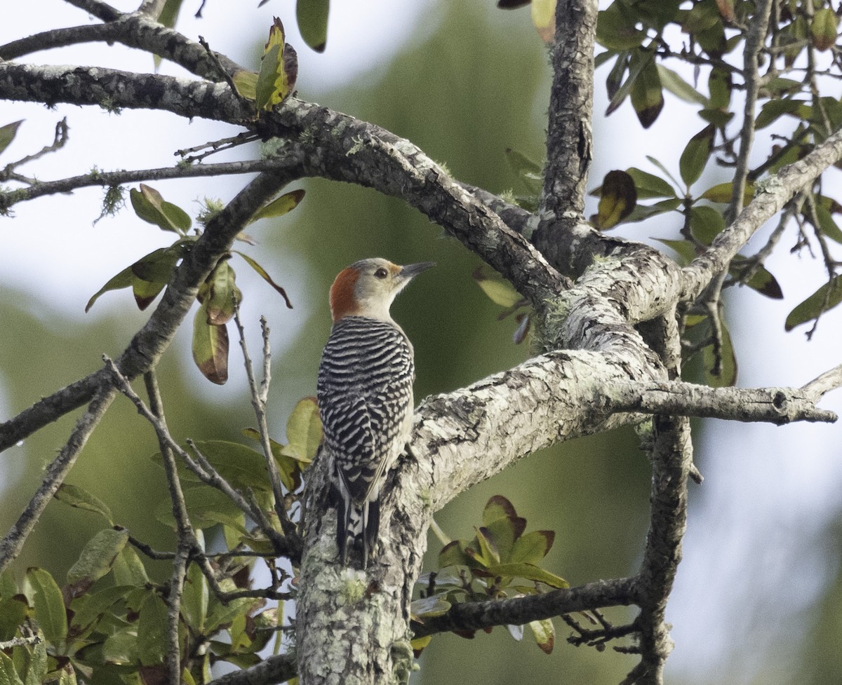 Red-bellied Woodpecker - ML628098943