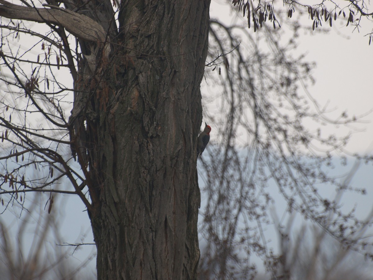 Red-bellied Woodpecker - ML628099057