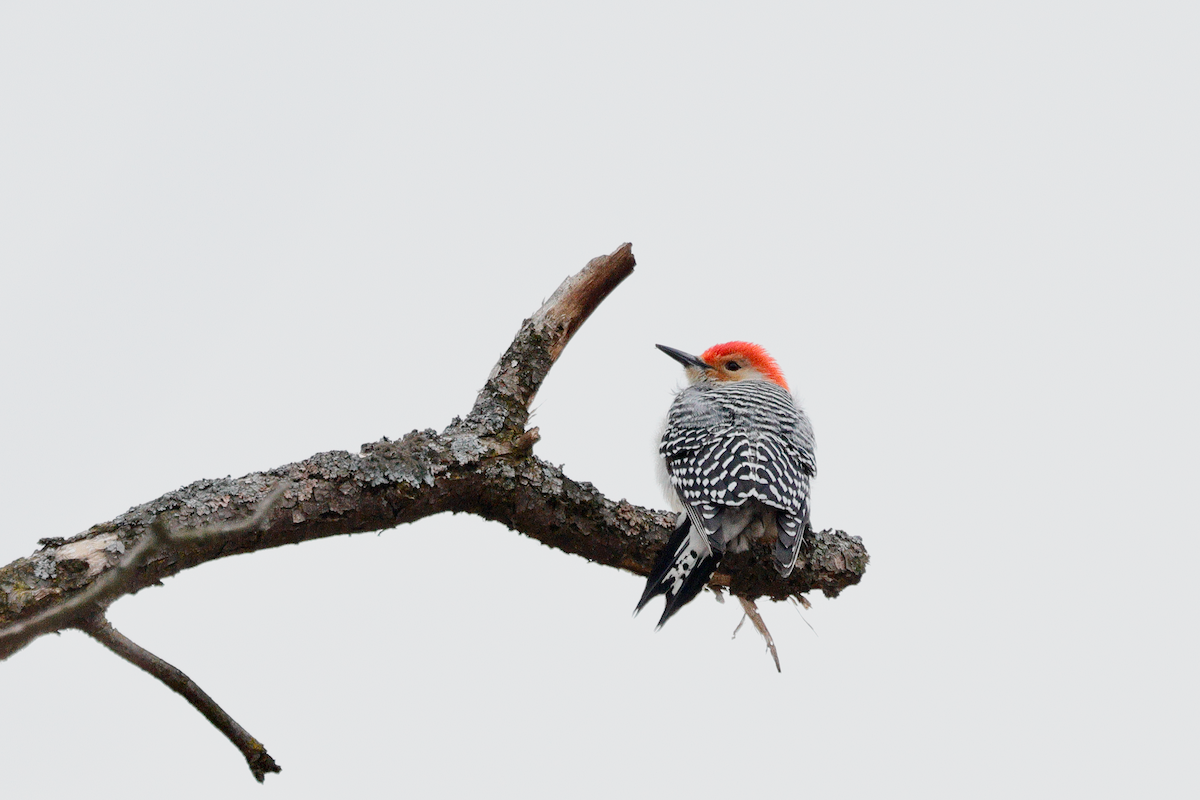 Red-bellied Woodpecker - ML628099151