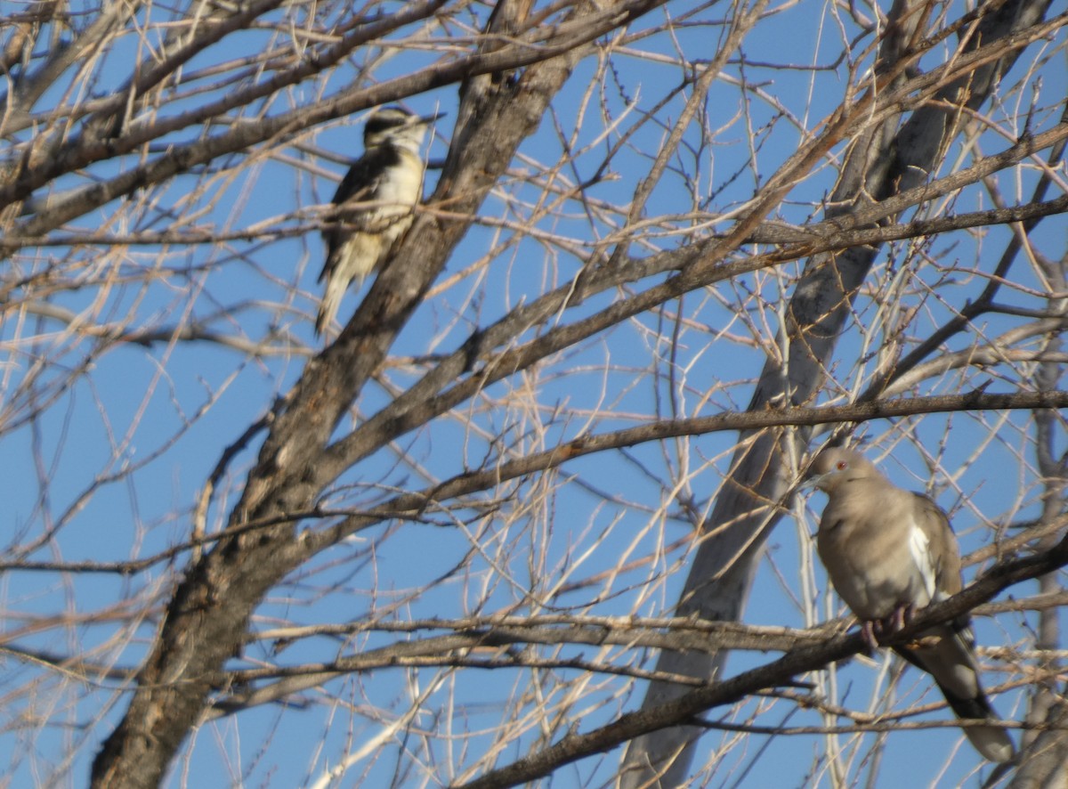 Hairy Woodpecker - ML628099233