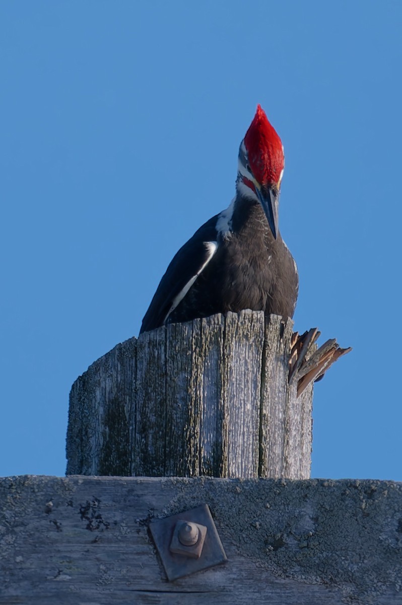 Pileated Woodpecker - ML628099299