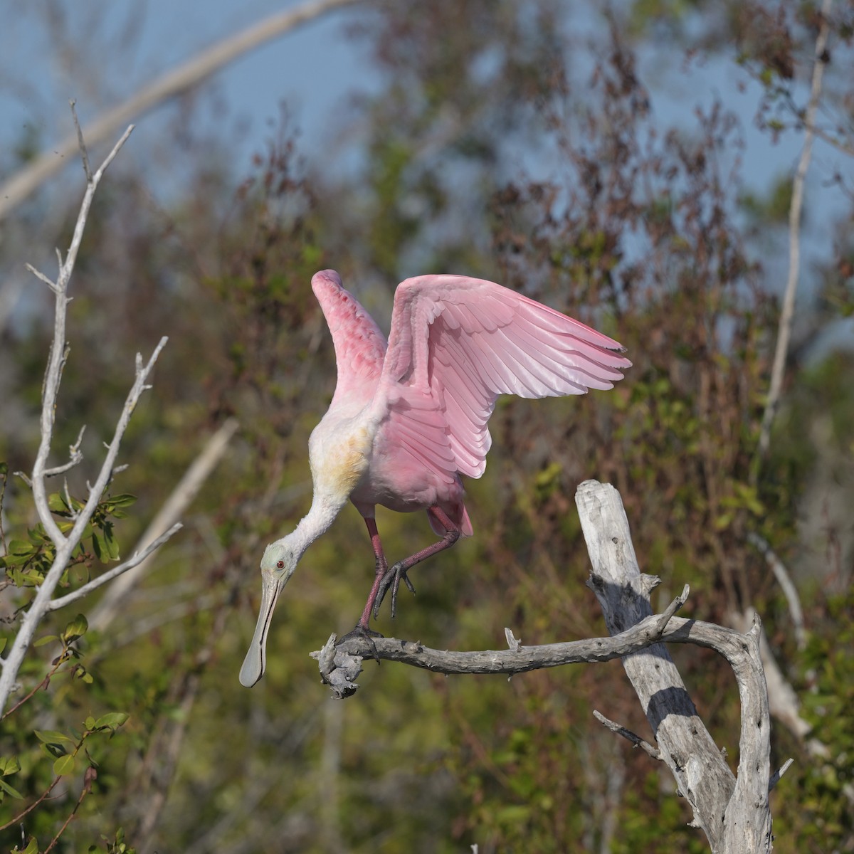 Roseate Spoonbill - ML628099369