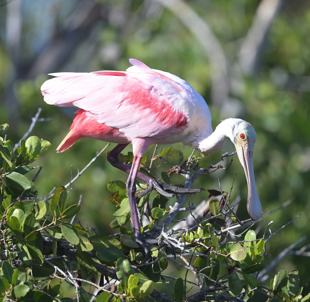 Roseate Spoonbill - ML628099370