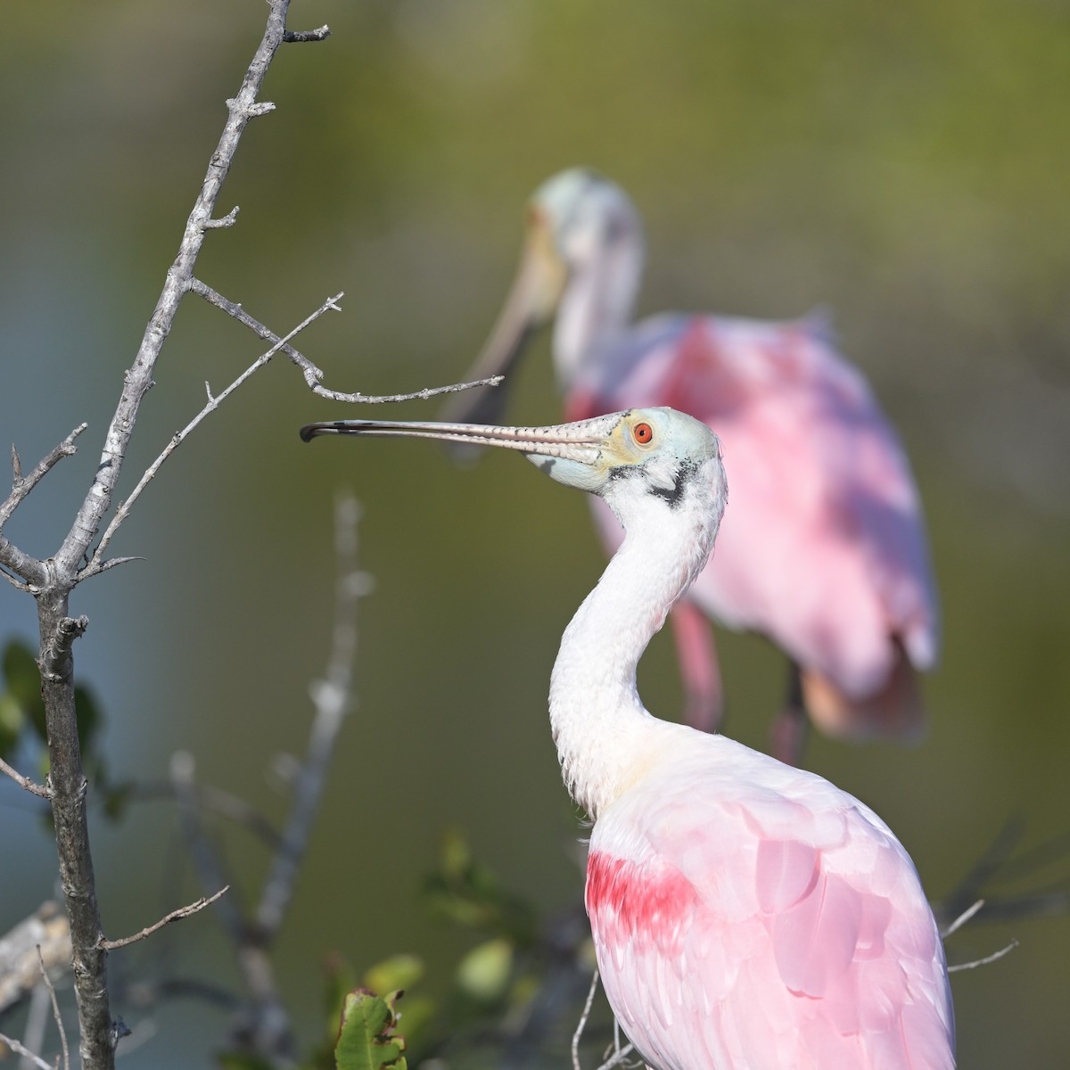 Roseate Spoonbill - ML628099371