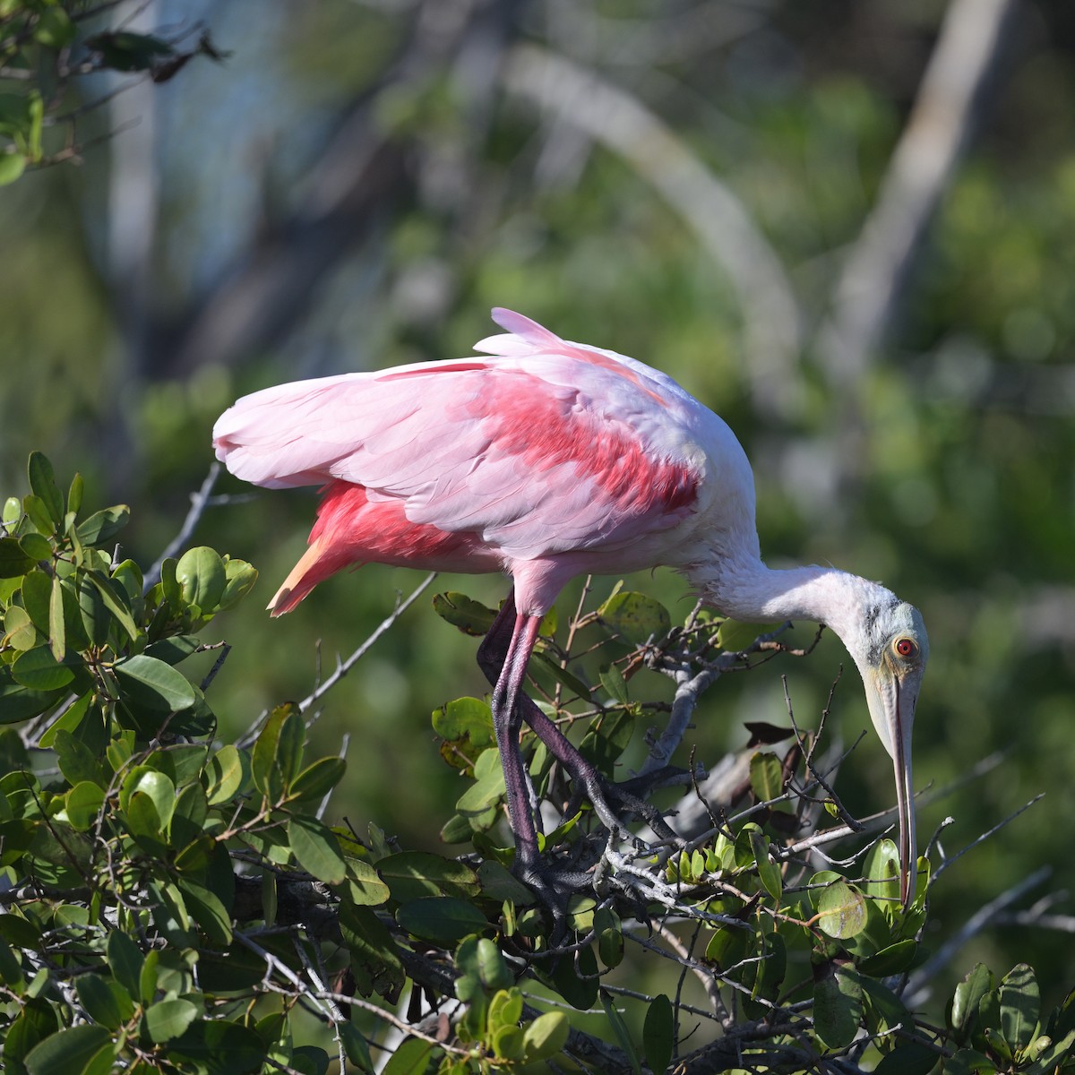 Roseate Spoonbill - ML628099372