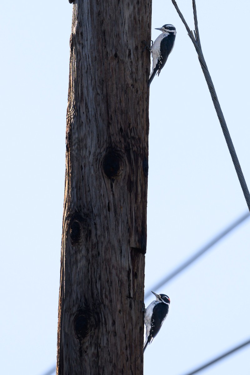 Hairy Woodpecker - ML628099493