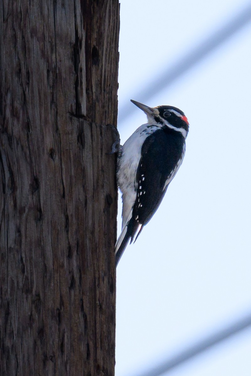 Hairy Woodpecker - ML628099494