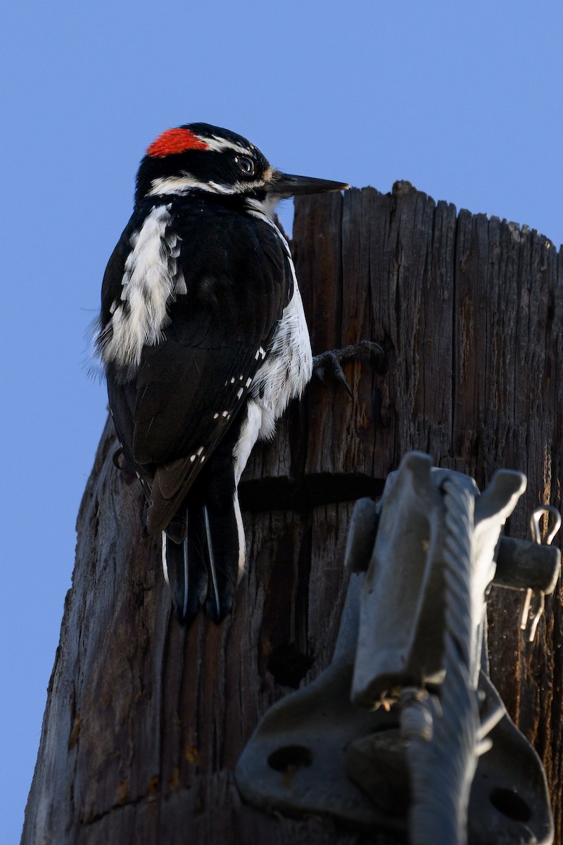 Hairy Woodpecker - ML628099495