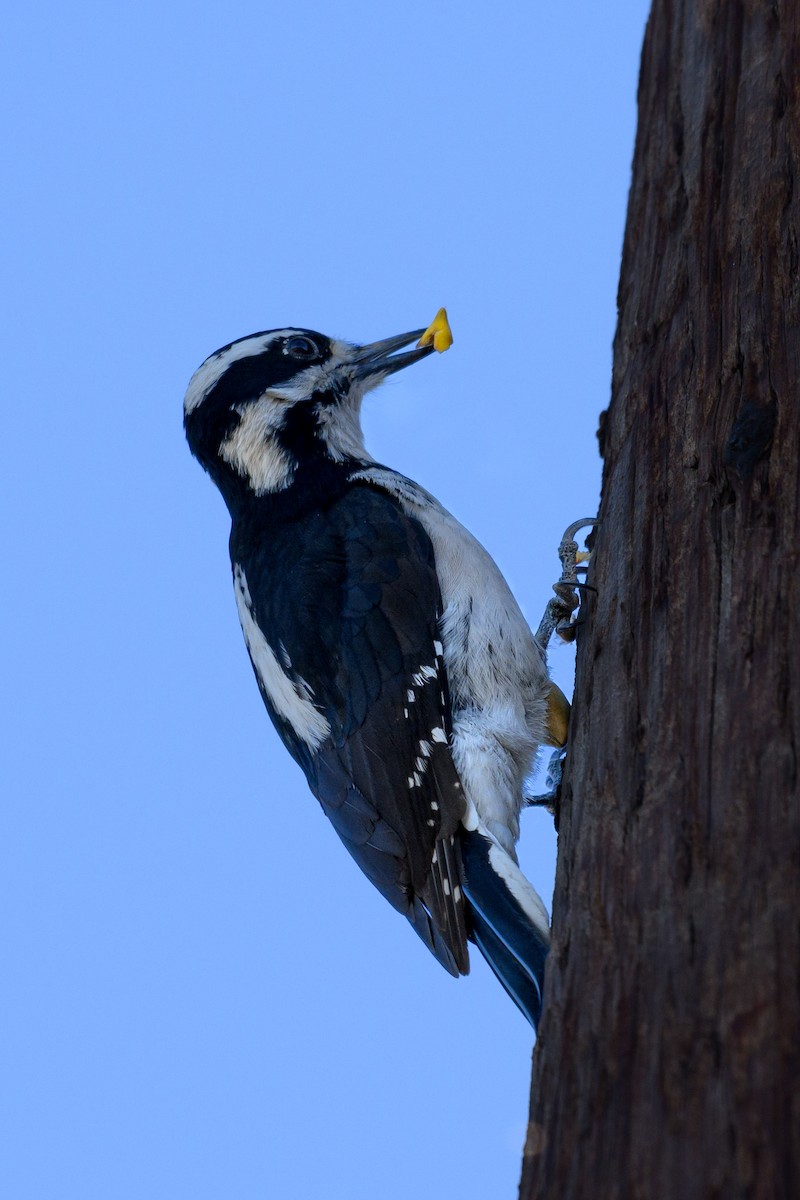 Hairy Woodpecker - ML628099496