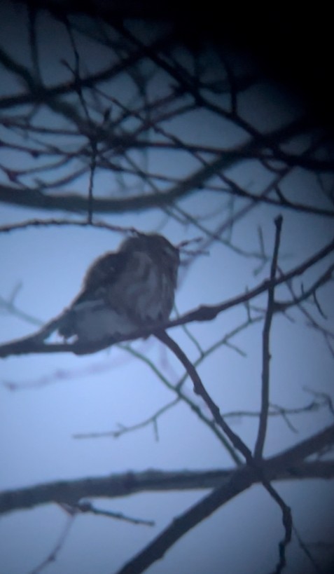 アメリカキンメフクロウ - ML628099543