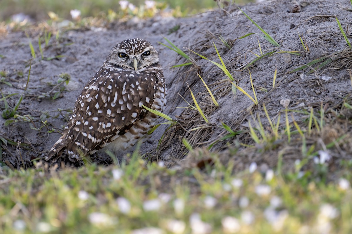 Burrowing Owl - ML628099588